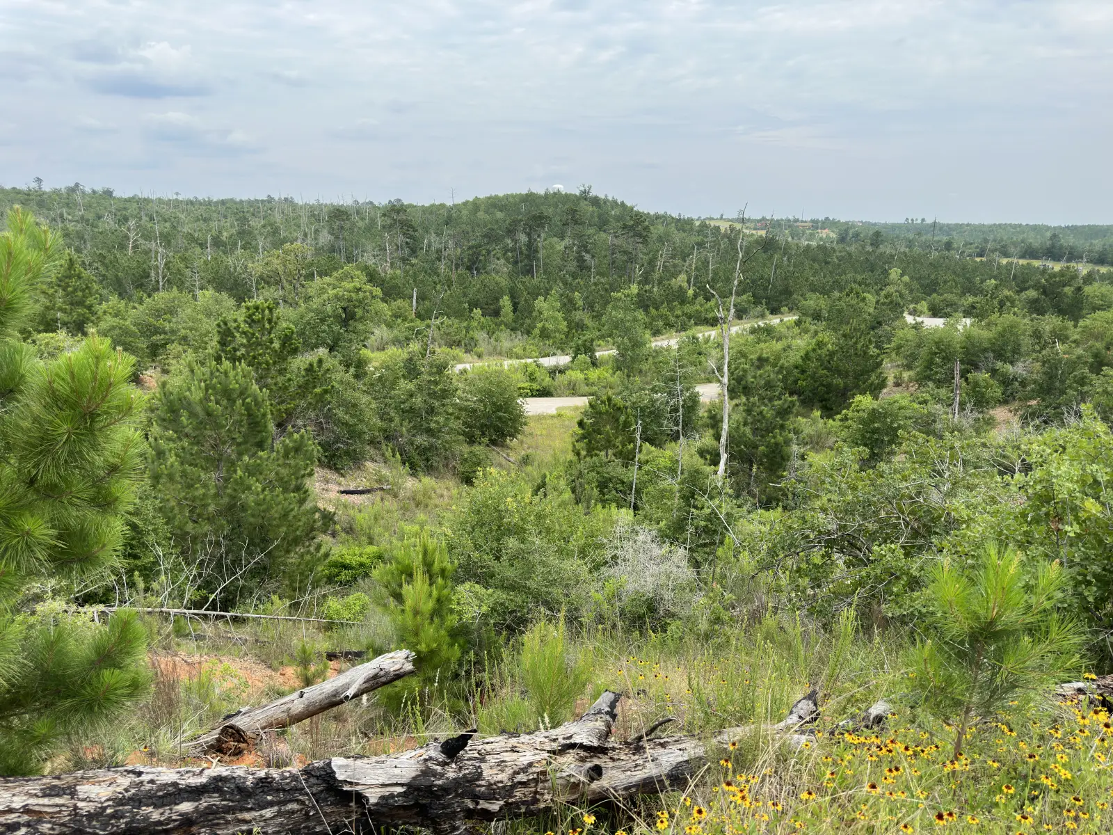 The Lost Pines forest of Bastrop County, Texas