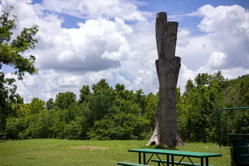 A large old tree shading a picnic table in Bastrop, TX